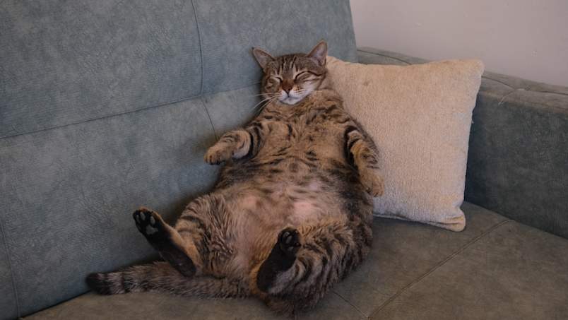A chunky tabby cat lounges on its back against a couch cushion, belly fully on display and eyes half-closed in total relaxation. While the pose is undeniably adorable, it also highlights one of the biggest factors that can affect how long cats live: obesity.