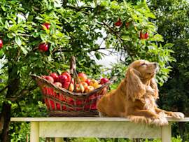 A golden cocker spaniel lounges on a garden table next to a wicker basket brimming with fresh red apples, an apple tree heavy with fruit overhead.