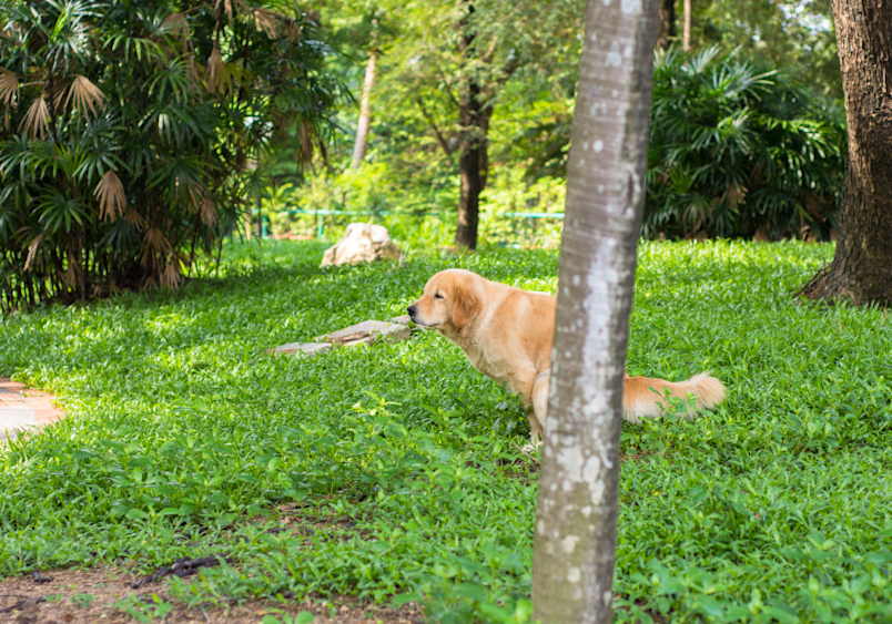 A golden retriever relaxes on lush green grass in a park, appearing calm and content despite any underlying tummy troubles. Many pet owners notice their dog has diarrhea but is acting fine, which can be confusing when trying to determine why their dog has diarrhea.