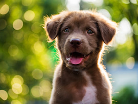 Puppy Sitting with Hiccups