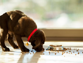 brown lab puppy eating kibble