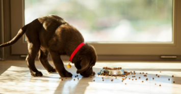 brown lab puppy eating kibble