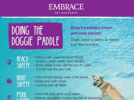 dog-swimming-infographic