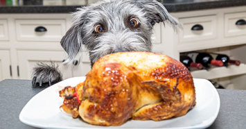 dog staring at cooked turkey