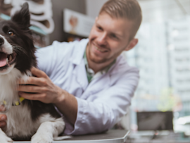 border collie getting a vet check up