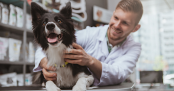 border collie getting a vet check up