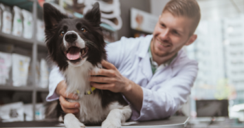 border collie getting a vet check up 