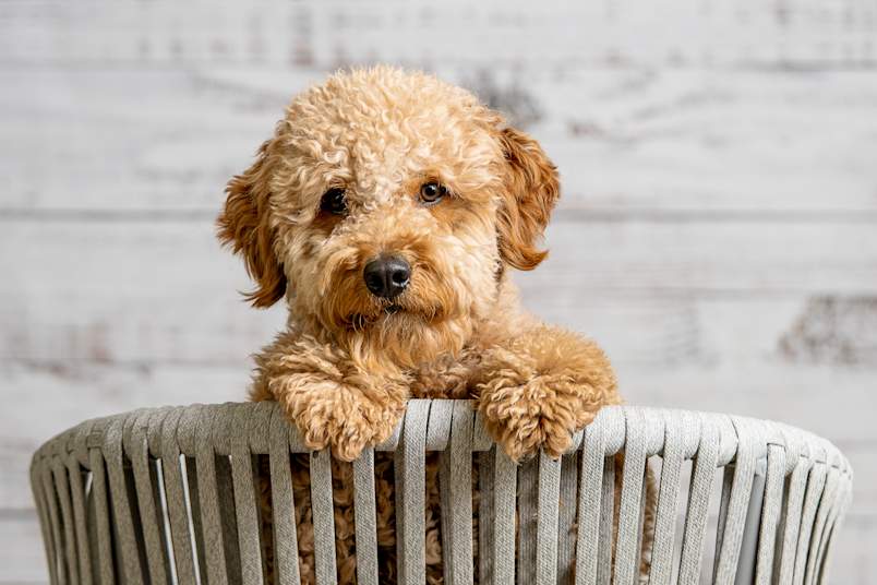 A sweet, curly-coated Goldendoodle peers over the back of a woven chair with soft, soulful eyes — a perfect example of why mixed breed dogs have captured the hearts of pet owners everywhere. Goldendoodles, a cross between a Golden Retriever and a Poodle, are one of the most recognizable hybrid dogs on the market, beloved for their friendly temperaments, low-shedding coats, and teddy bear looks.