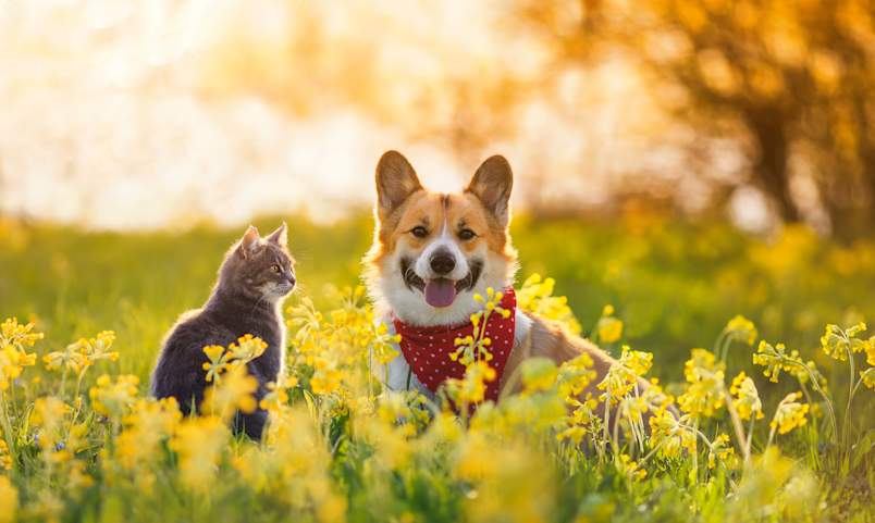 A bandana-wearing corgi and a gray tabby cat sit side by side in a sunlit meadow of yellow blooms, the kind of scene that has owners wondering which flowers are safe for dogs and cats.