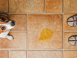 dog-pee-on-tile-floor