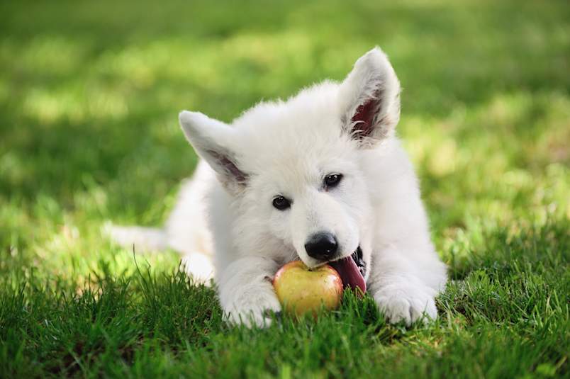 A fluffy white Swiss shepherd puppy lies in bright green grass, mouth open as it gnaws on a whole apple held between its paws.