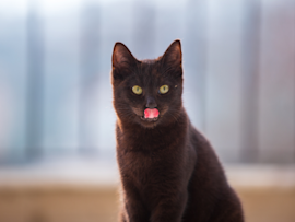 An adorable black cat with bright eyes and pink tongue sticking out sits alertly against a soft blurred background, reminding cat owners to be careful about what cats cannot eat as many human foods can be toxic to felines despite their curious nature and tendency to sample what we're having.
