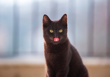 An adorable black cat with bright eyes and pink tongue sticking out sits alertly against a soft blurred background, reminding cat owners to be careful about what cats cannot eat as many human foods can be toxic to felines despite their curious nature and tendency to sample what we're having.