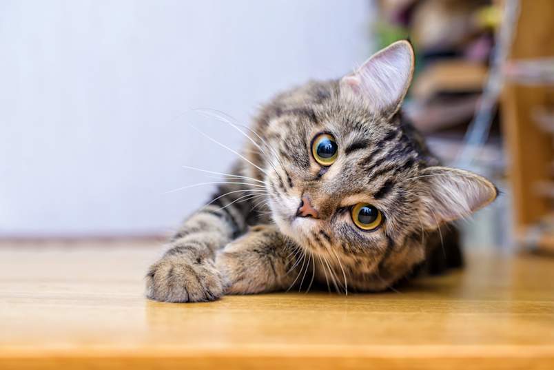 A brown tabby cat stretches out on a wooden floor, head tilted and big amber eyes fixed on the camera in a curious, playful pose.