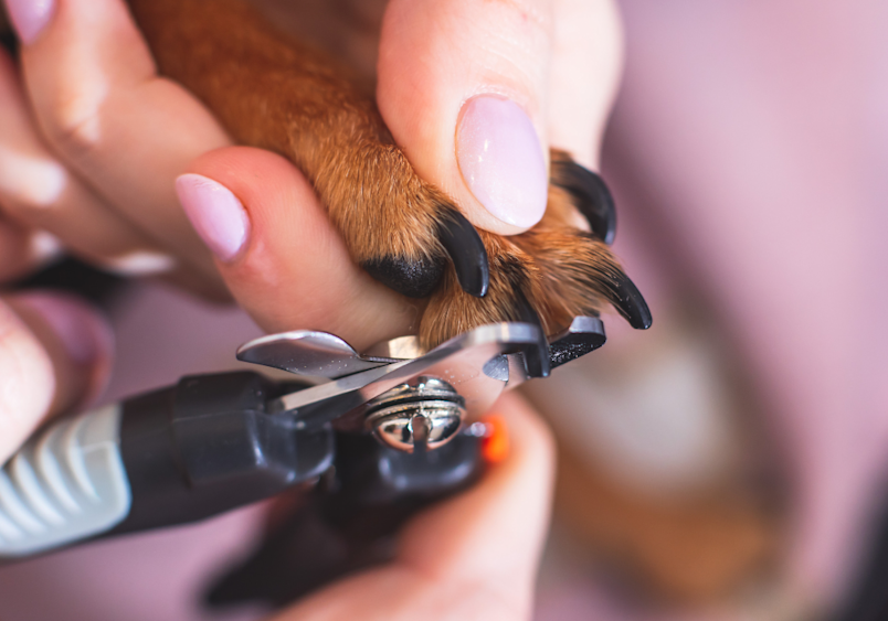 The proper way of cutting or trimming a dog's nail is to position the trimmer and cut the nail at a 45-degree angle. This will help prevent splitting and create a cleaner cut, like what this lady is doing here.