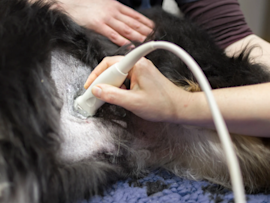 An ultrasound is being performed on this dog by her veterinarian, for she is suspected of carrying anasarca puppies.