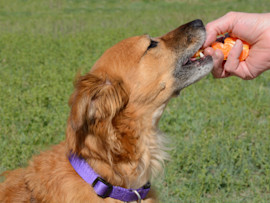 Dog Eating Oranges from Person's Hand