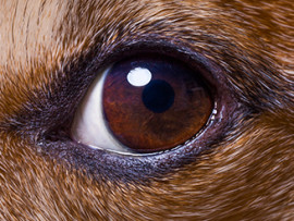 dog-eye