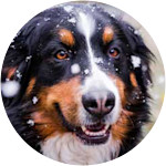 Heidi - Bernese Mountain Dog