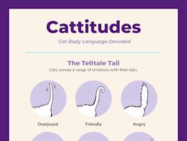 Cattitudes: Cat Body Language