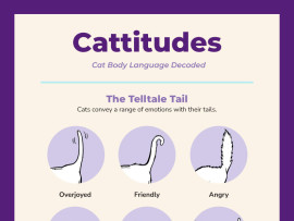 Cattitudes: Cat Body Language