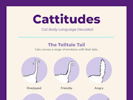 Cattitudes: Cat Body Language