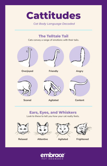 Cattitudes: Cat Body Language