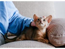 adorable kitten relaxing on the couch represents the joy of pet ownership, but potential cat parents often wonder "how much does it cost to own a cat" before making this commitment