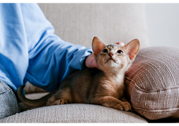 adorable kitten relaxing on the couch represents the joy of pet ownership, but potential cat parents often wonder "how much does it cost to own a cat" before making this commitment