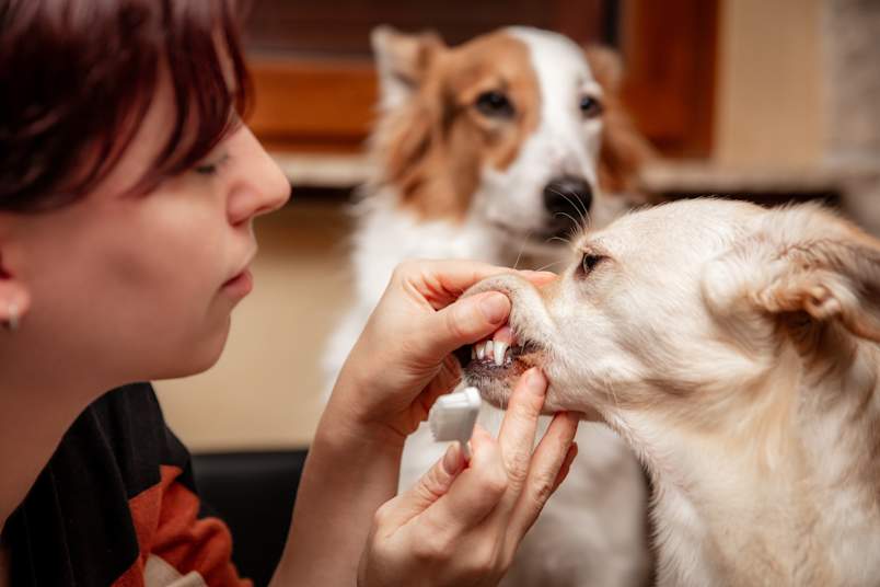 Woman Looking at Dog's Teeth