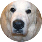 Moses-Great-Pyrenees