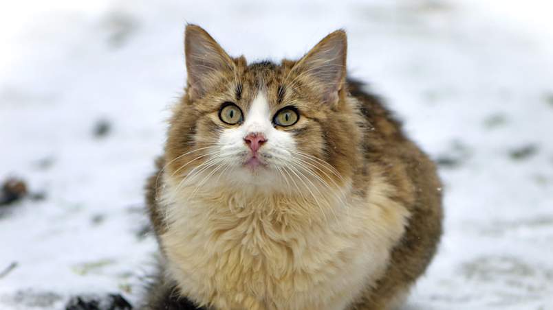 A fluffy tabby cat with wide, alert green eyes sits directly in the snow, fur puffed up against the cold, staring intently at the camera. The image powerfully illustrates why a weatherproof outdoor cat shelter is essential for feral and community cats surviving winter without human homes to retreat to.