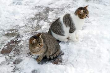 Two tabby cats sit exposed on a cold, snow-covered surface, one loafing tightly to conserve warmth while the other scans the surroundings. This image captures exactly why a weatherproof outdoor cat shelter matters — without a feral cat shelter or insulated cat house to retreat to, outdoor and community cats face dangerous cold weather conditions.
