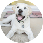 Yellow Labrador Puppy on Front Porch
