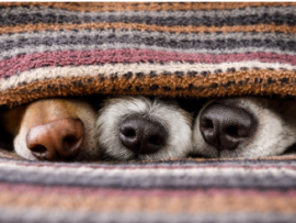 three dog noses peaking out from under blanket