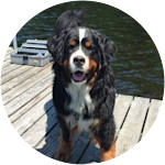 Baloo - Bernese Mountain Dog