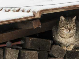 Winter Cat Shelter