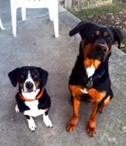 Henry and Kramer Need Vaccines for Doggy Daycare.