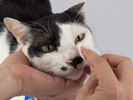 A person gently steadies a black-and-white cat and wipes near its eye with a soft tissue, the kind of at-home care that comes up when a cat's eyes are watering.