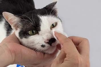 A person gently steadies a black-and-white cat and wipes near its eye with a soft tissue, the kind of at-home care that comes up when a cat's eyes are watering.