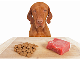 A Vizsla sits patiently behind a wooden board displaying two different food options - kibble and raw meat - illustrating the decision pet owners face when changing dog food.
