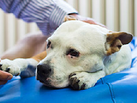 person holding sad dog's paw