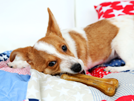 A dog chewing a rawhide while lounging on bed, but the question is, "is rawhide bad for dogs?"