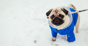 Pug Wearing Blue Coat in Snow