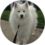 Walter - Samoyed