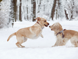 How cold is too cold for a dog? Are these two brown medium-sized dogs playing outside in the snow still enjoying the temperature or is it too cold for them?