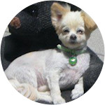 Biscuit-Mixed-Breed-Dog