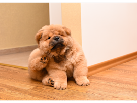 An adorable fluffy puppy scratches behind its ear, a common sign that may indicate the need for flea treatment for dogs.