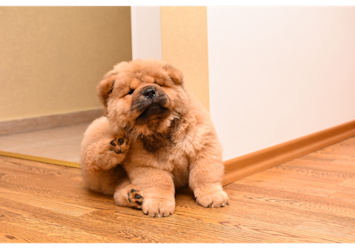 An adorable fluffy puppy scratches behind its ear, a common sign that may indicate the need for flea treatment for dogs.