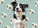a dog in front of a mushroom backdrop